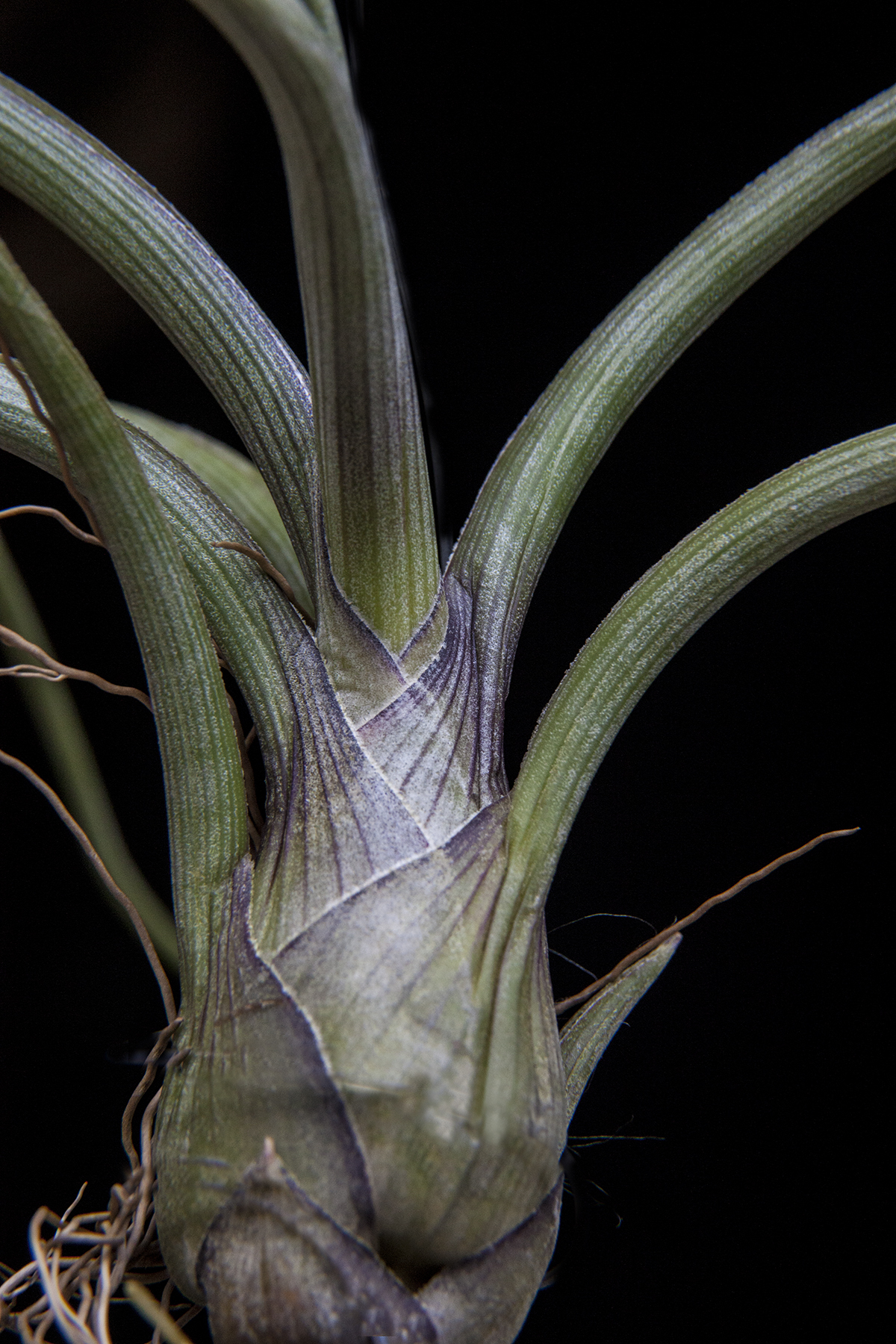 Tillandsia pseudobaileyi 