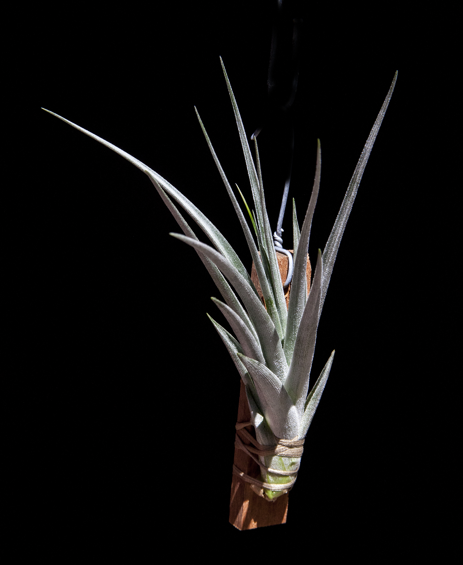 Tillandsia puearaensis