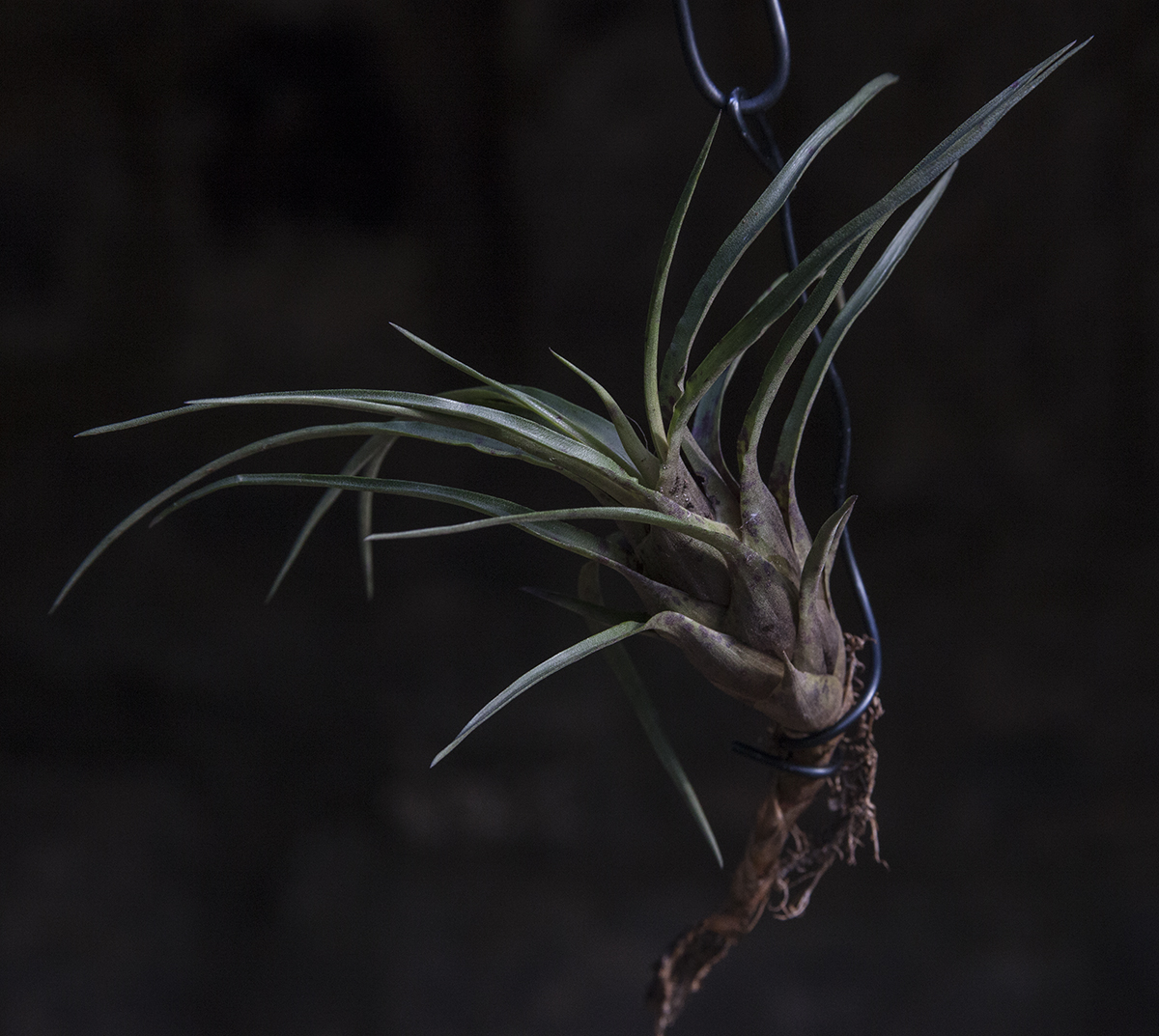 Tillandsia punctulata