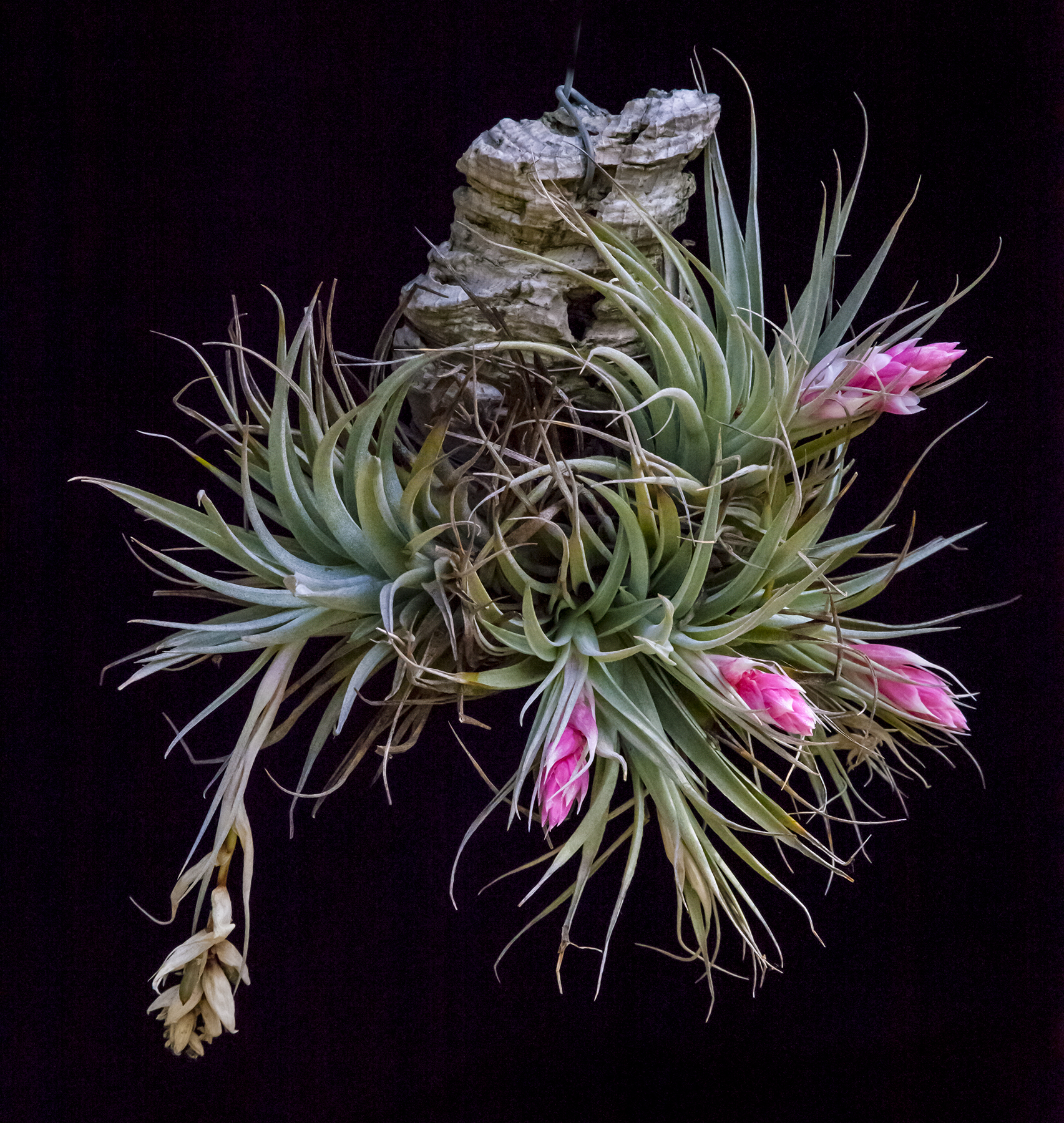 Tillandsia recurvifolia