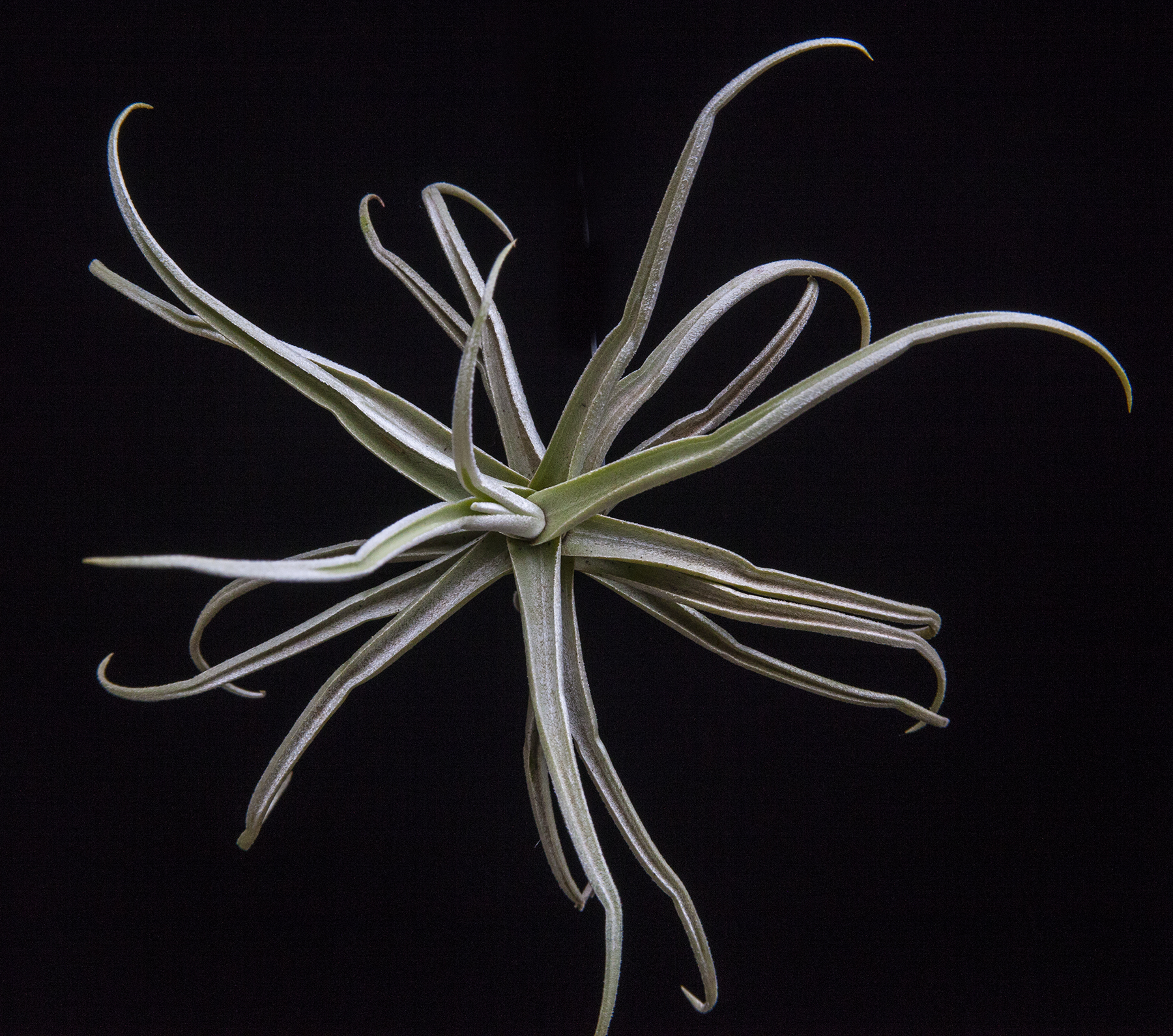 T. reichenbachii white flower form