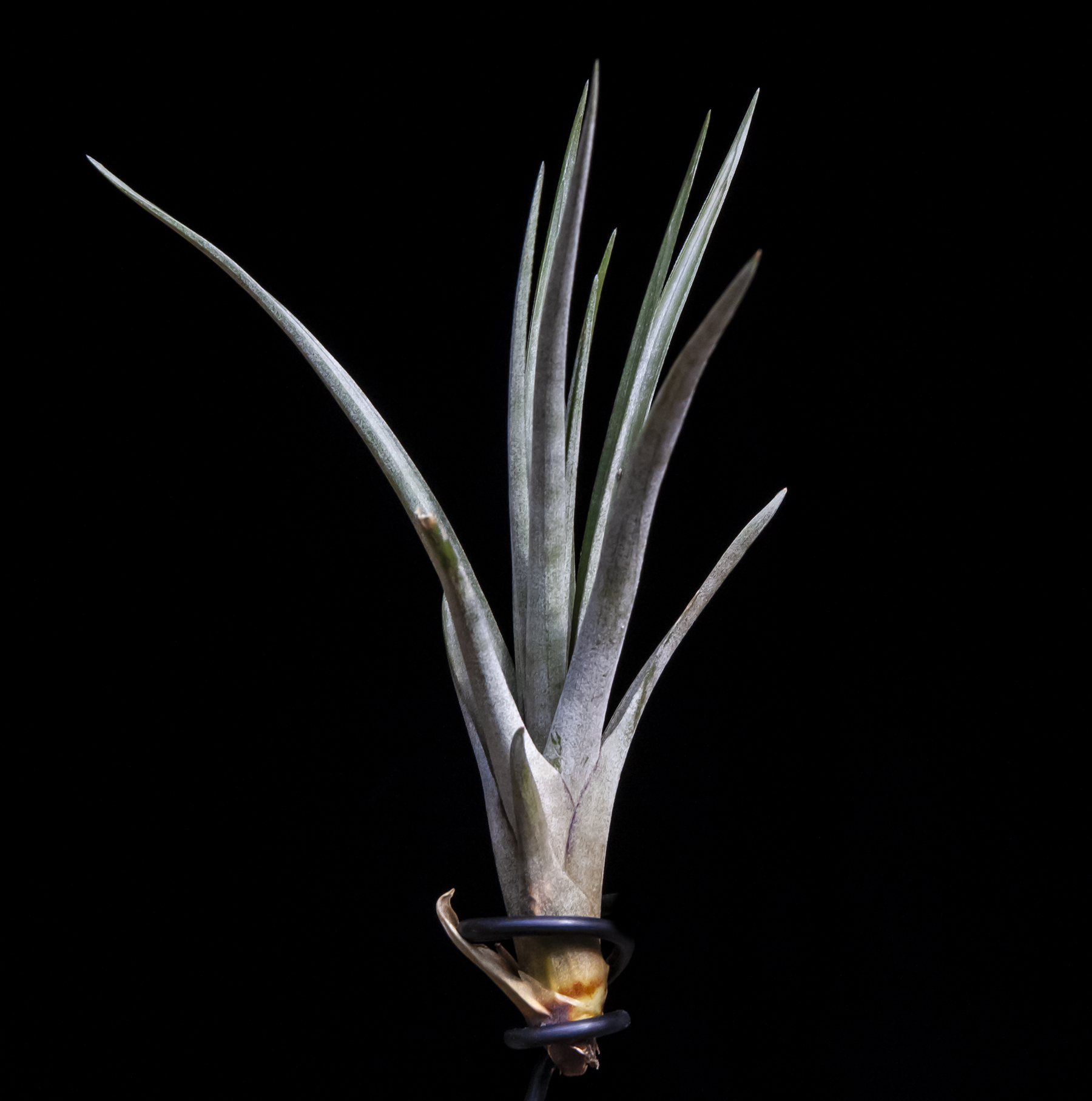 Tillandsia rhomboideae