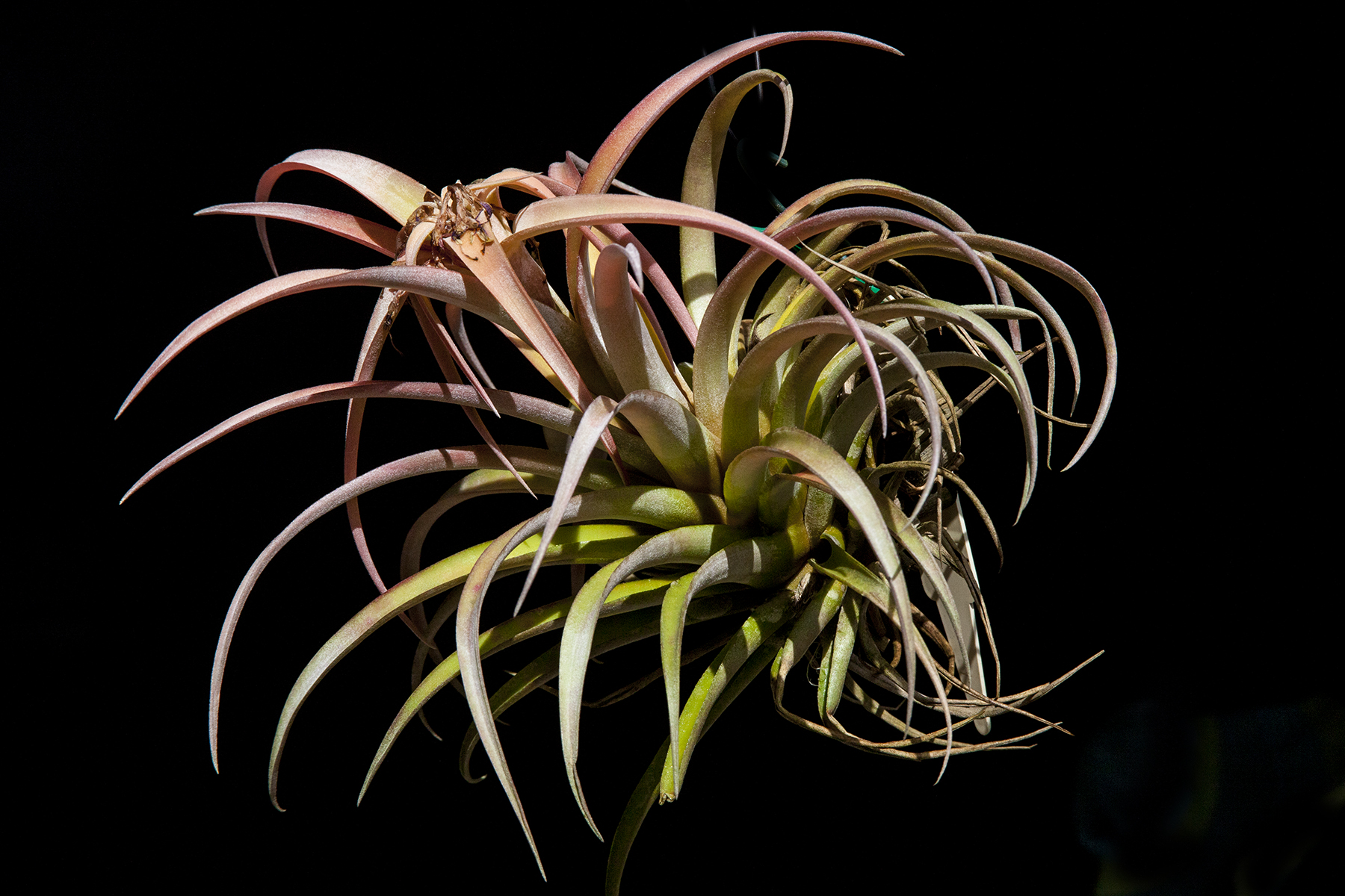 Tillandsia riohondoensis