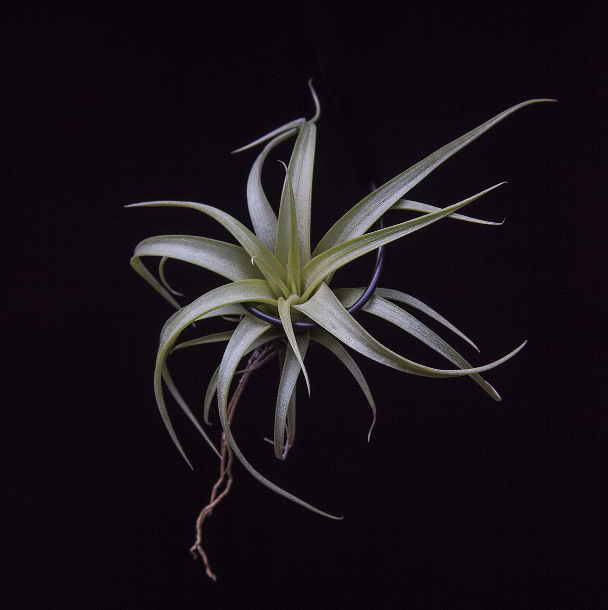 Tillandsia rothii