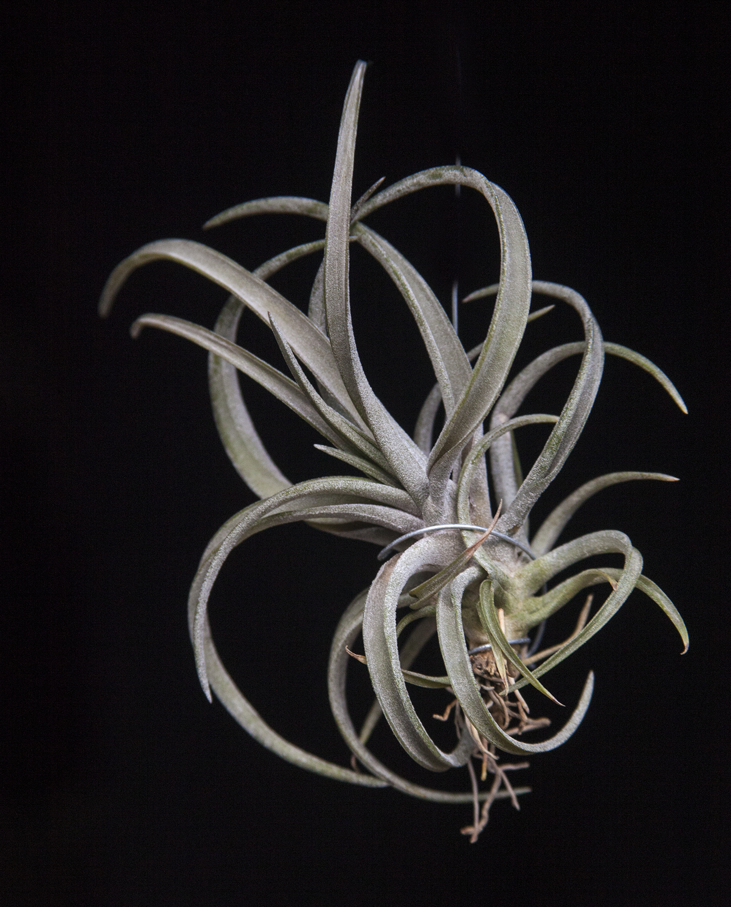 Tillandsia schatzlii red