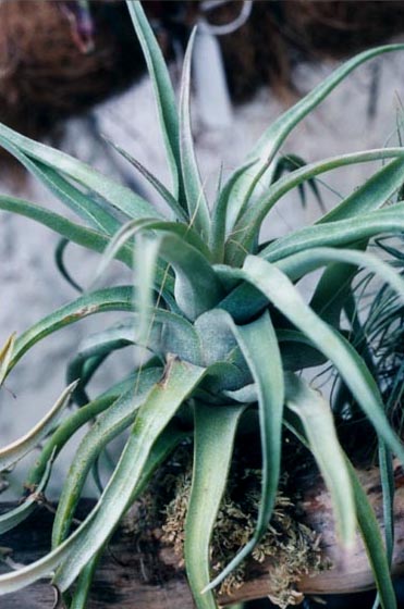 Tillandsia Streptophylla 