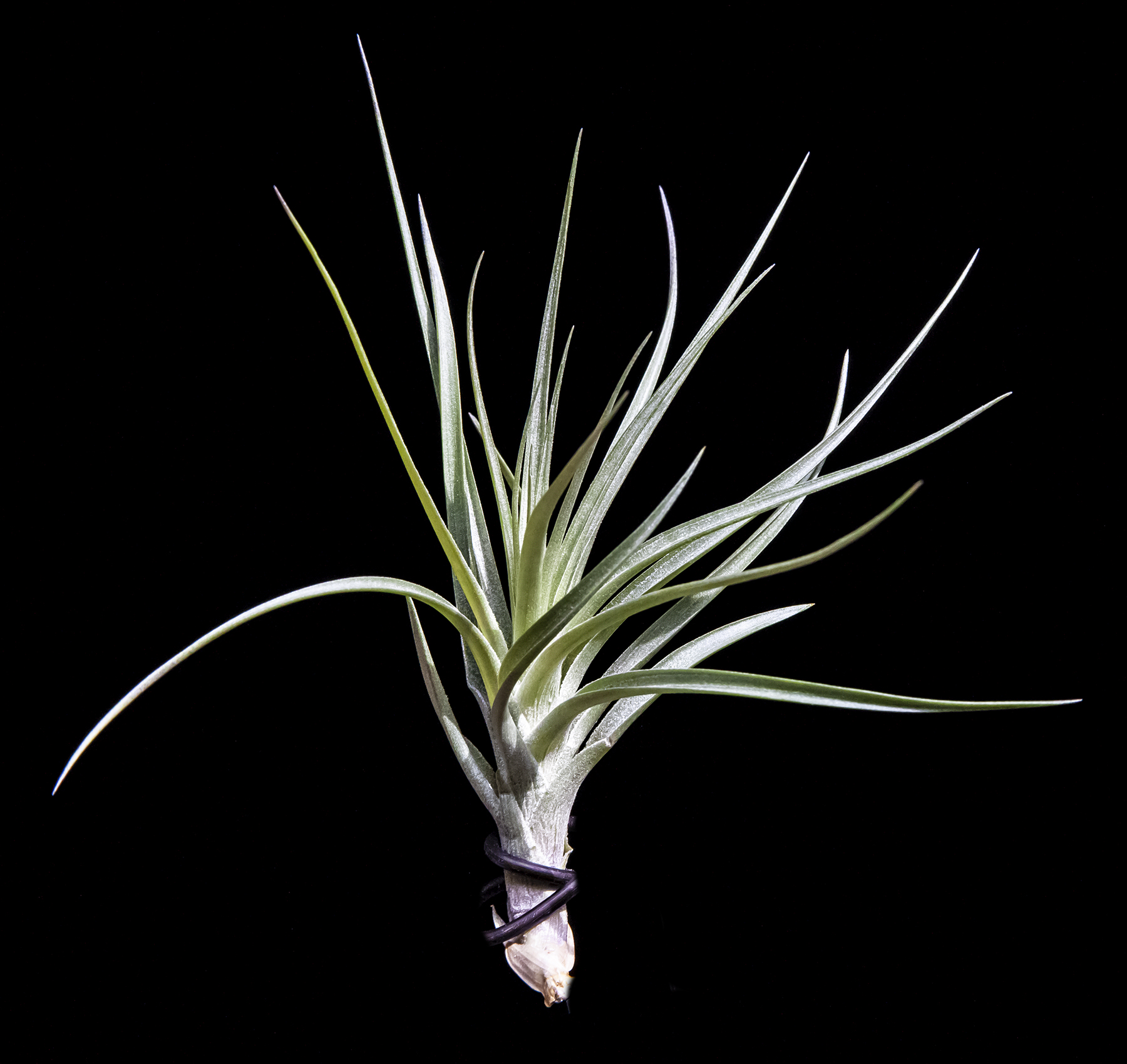 Tillandsia seideliana purple razz