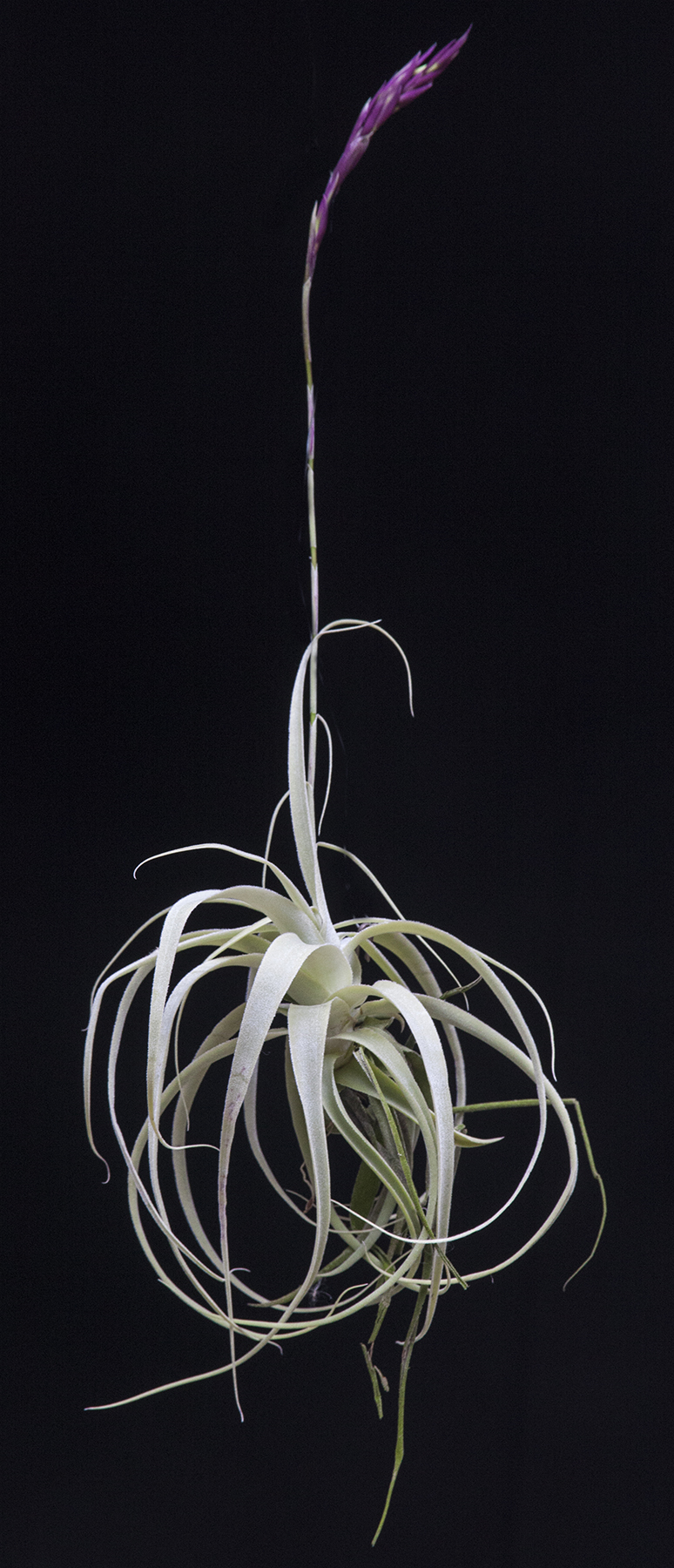 Tillandsia straminea deep purple form

