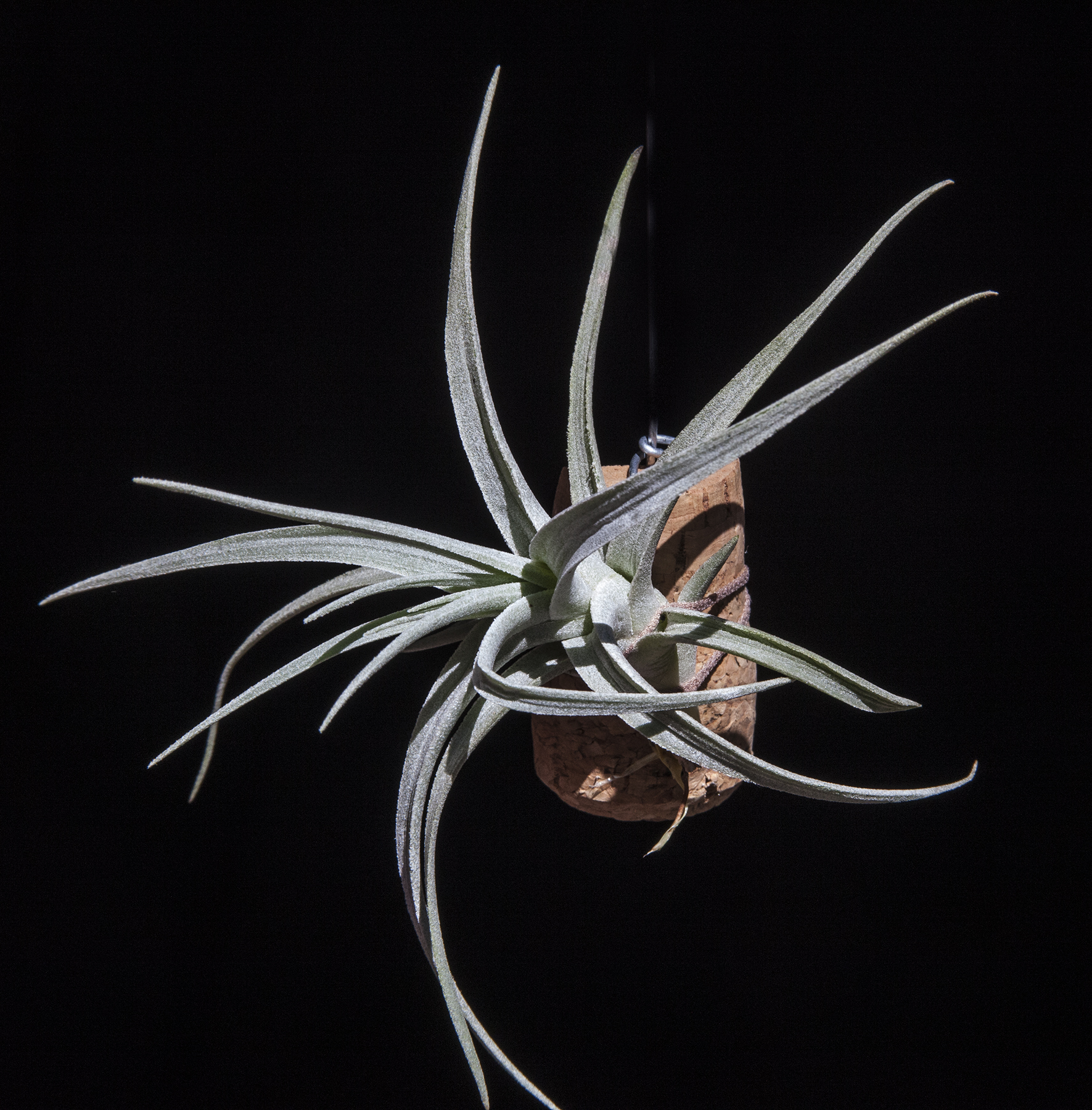 Tillandsia stricta albofolia