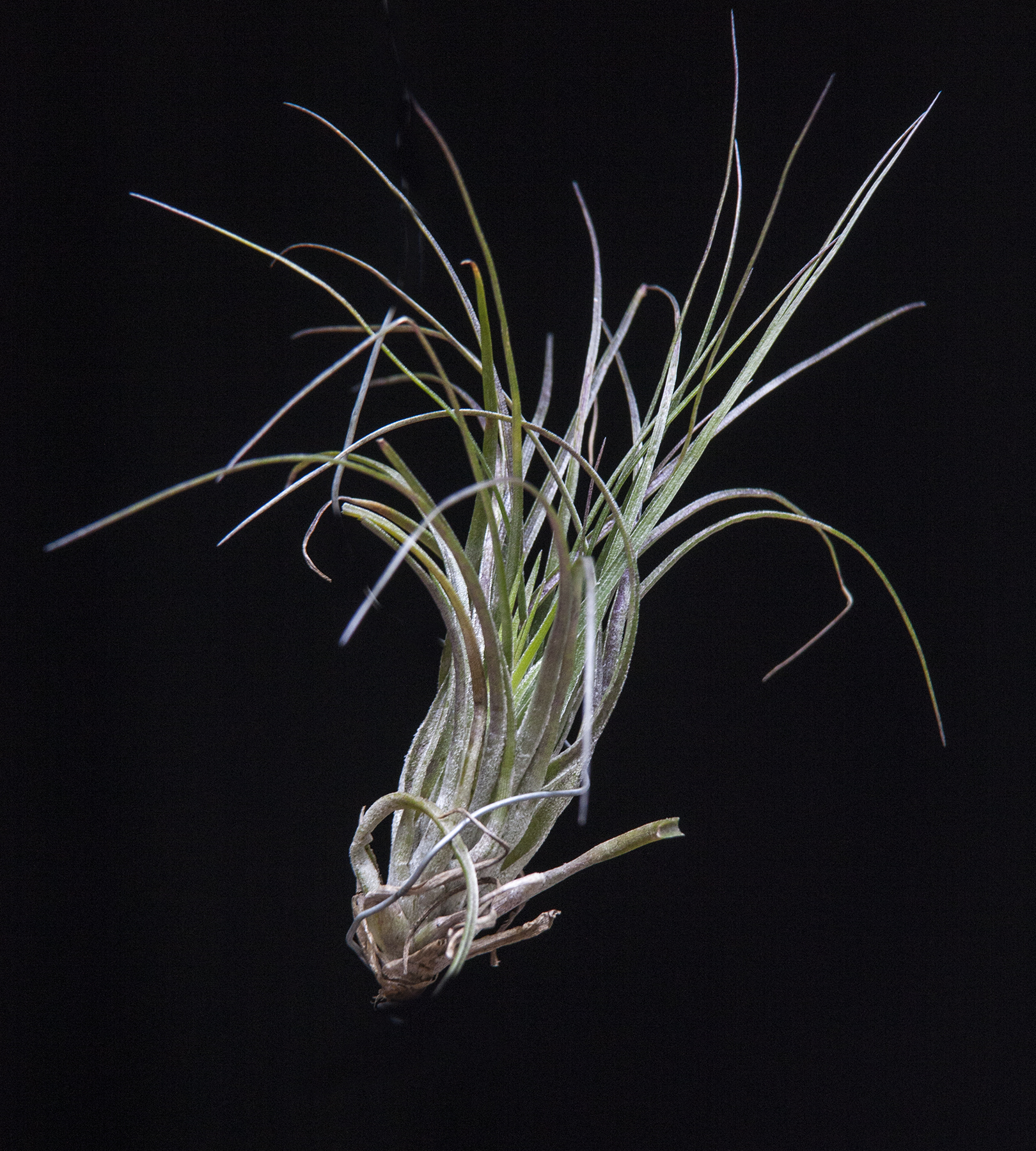 Tillandsia stricta red