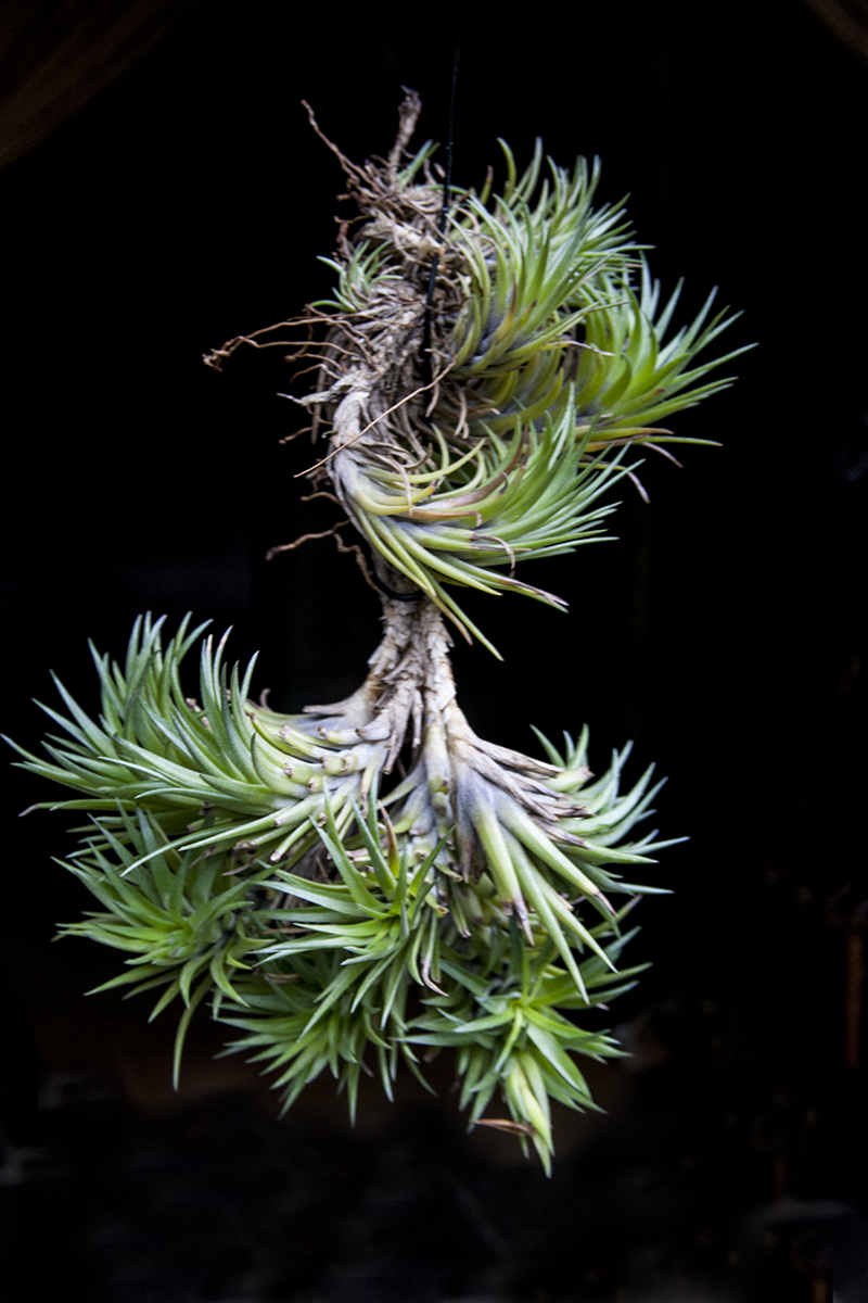 Tillandsia tenufolia stiff leaf