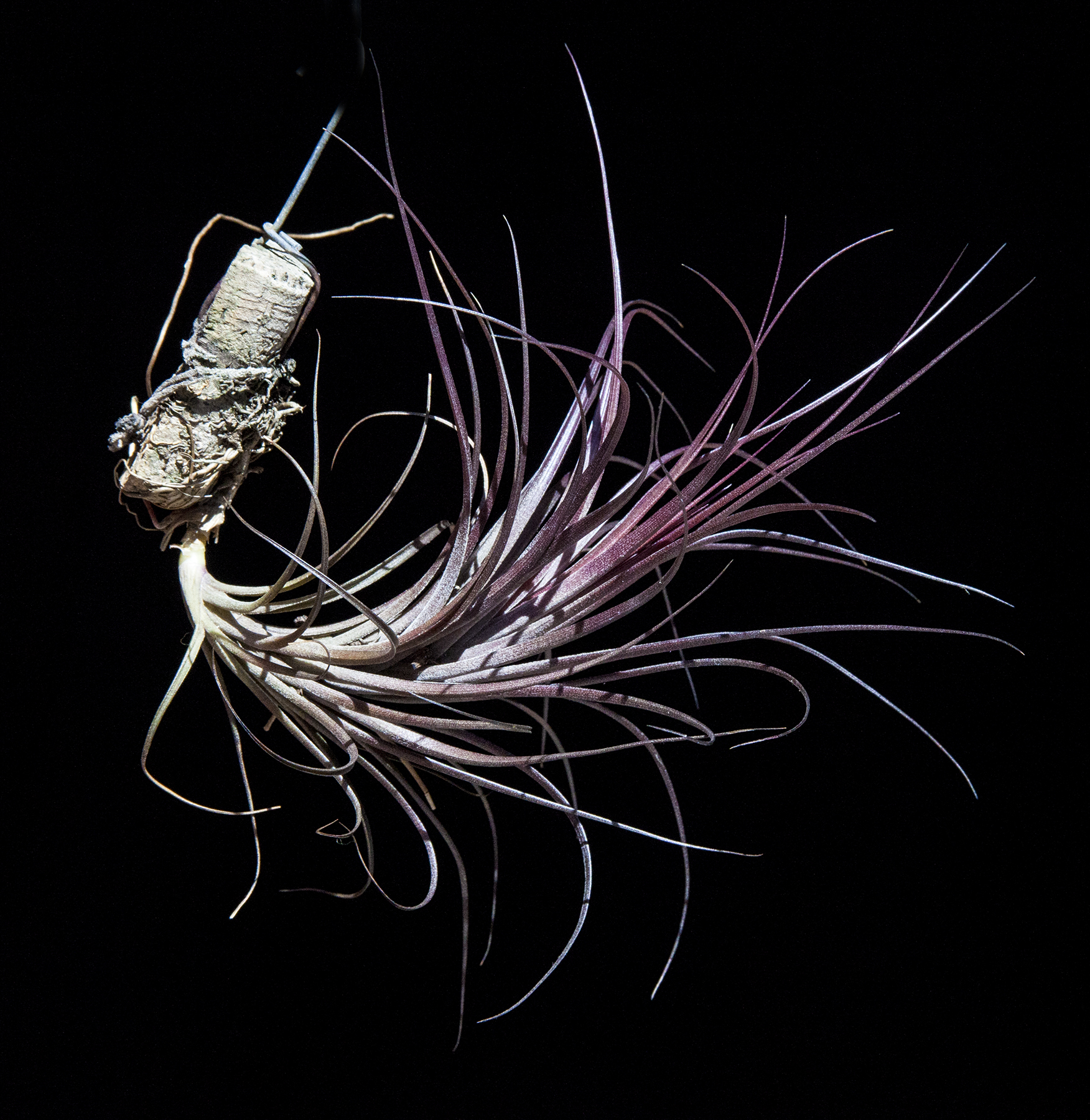 Tillandsia tenufolia ruba