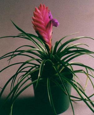 Tillandsia Cyanea 