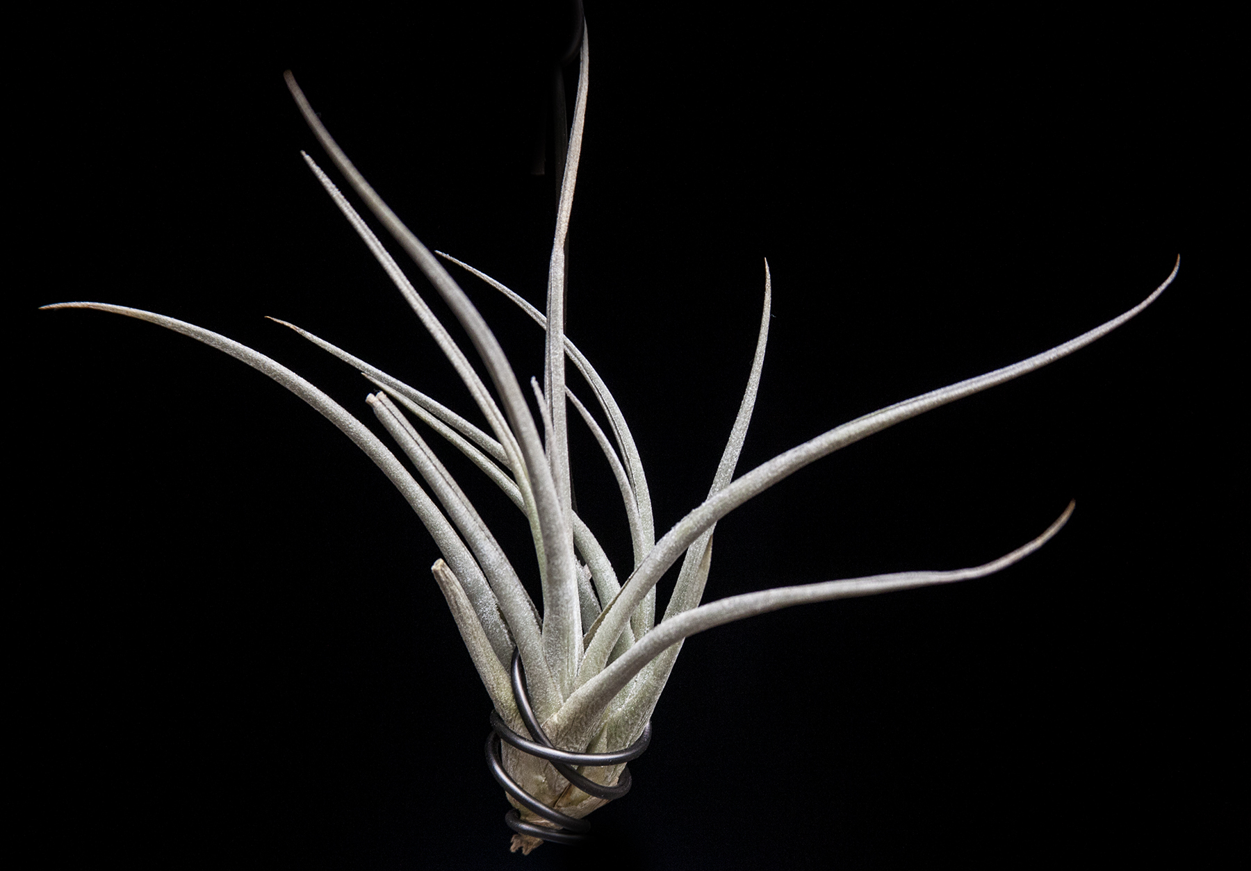 Tillandsia toropiensis