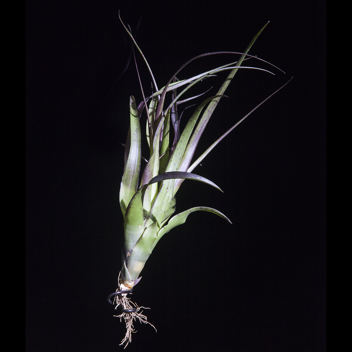 Tillandsia variabilis