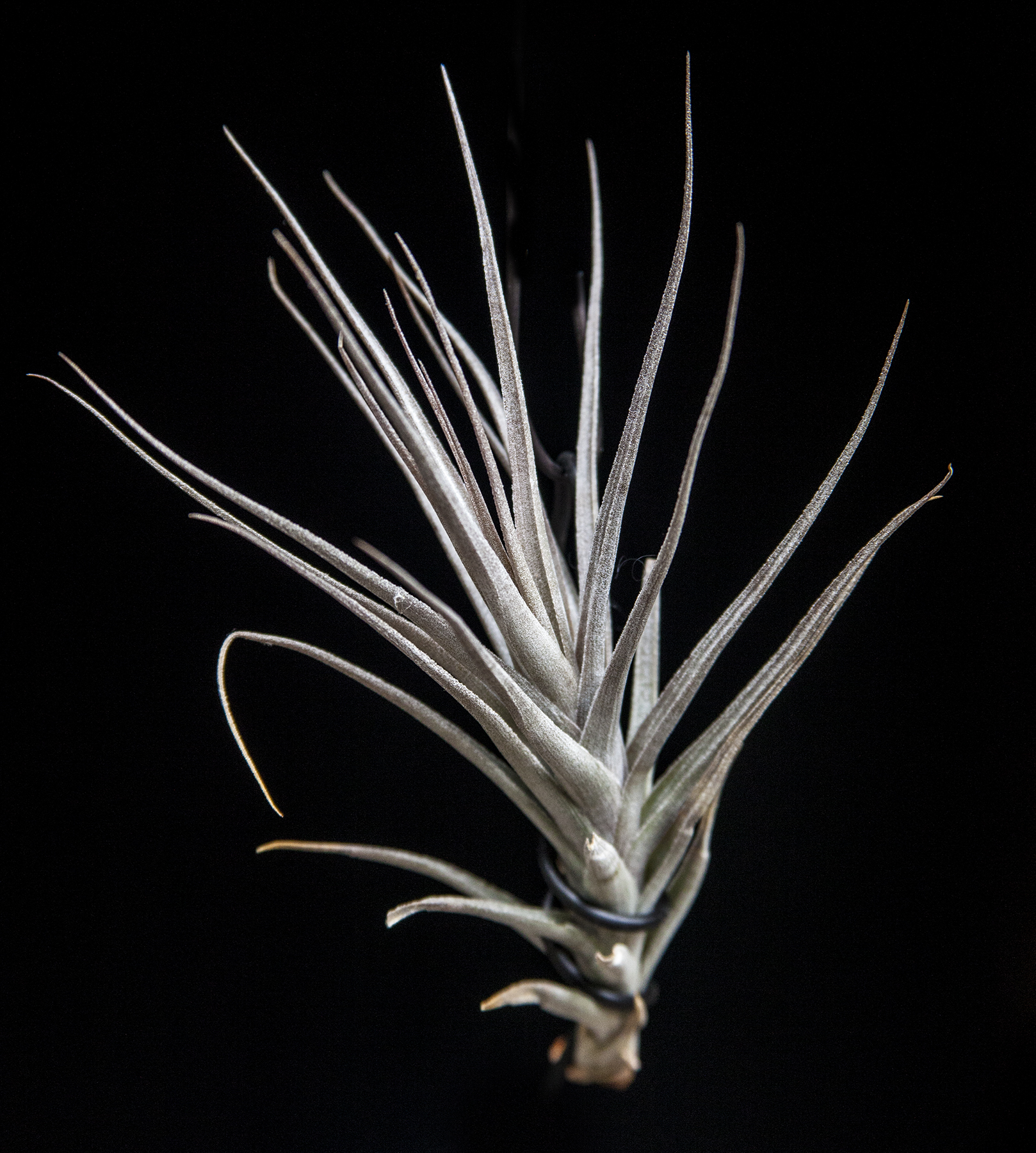 Tillandsia werdermannii