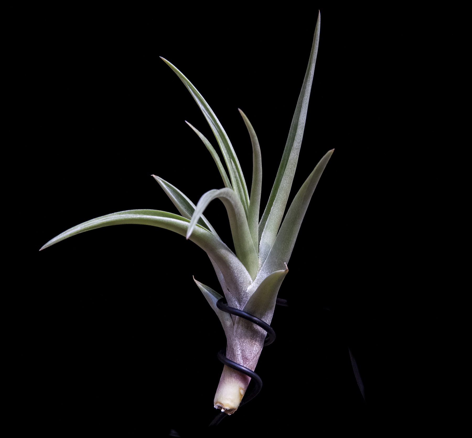 Tillandsia winkleri