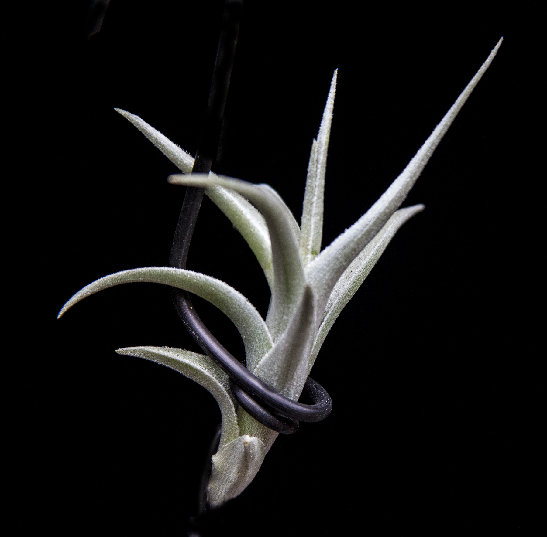 Tillandsia yuncharaensis