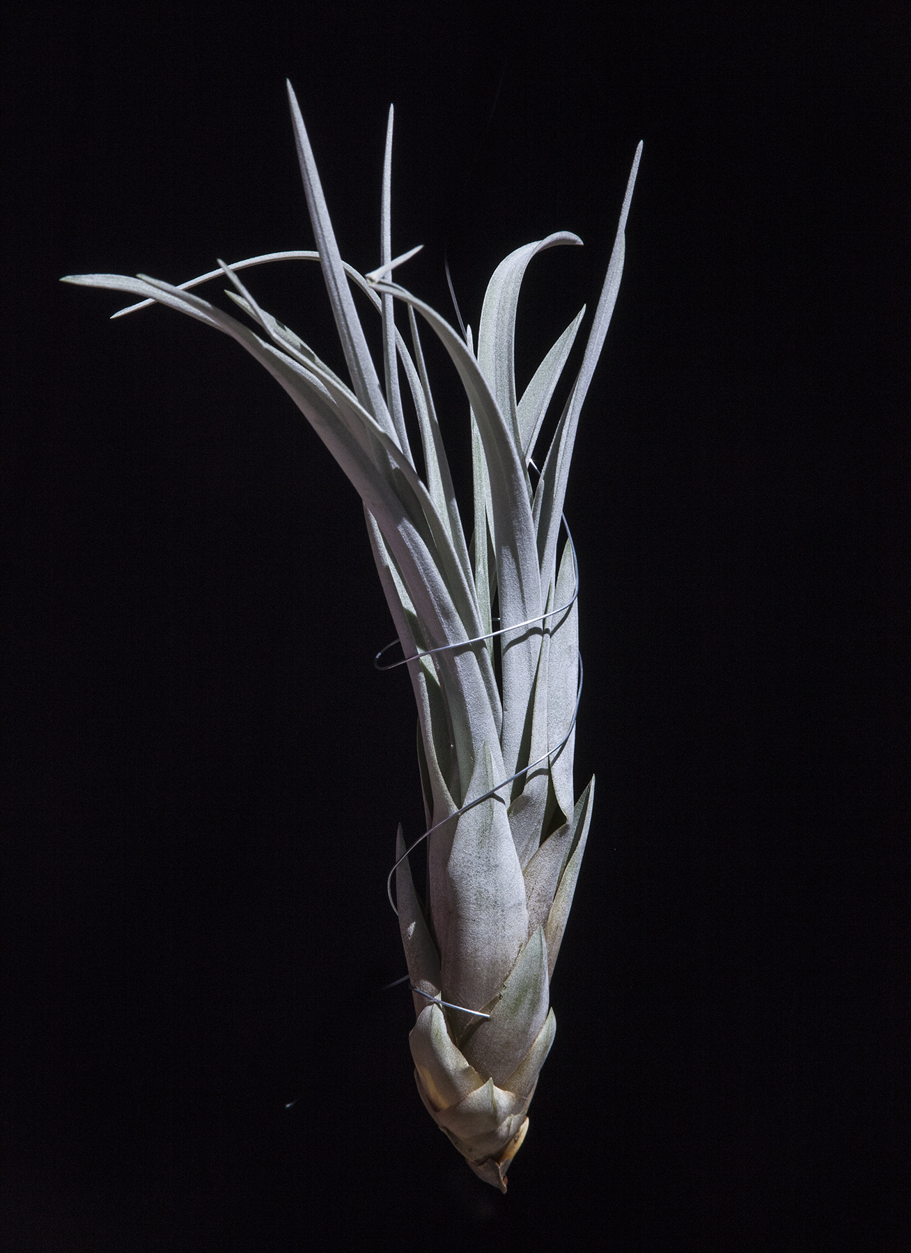 Tillandsia zacapanensis