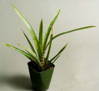 Vriesea Glutinosa 