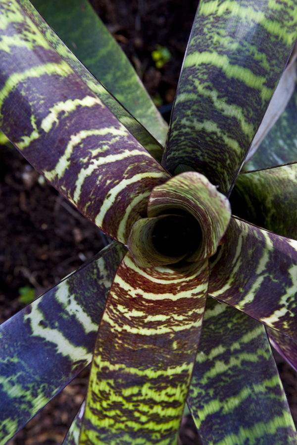 Vriesea Fosteriana, Photograph Lloyd Godman