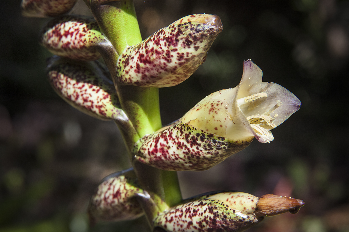 Vriesea fosteriana in flower, photo Lloyd Godman