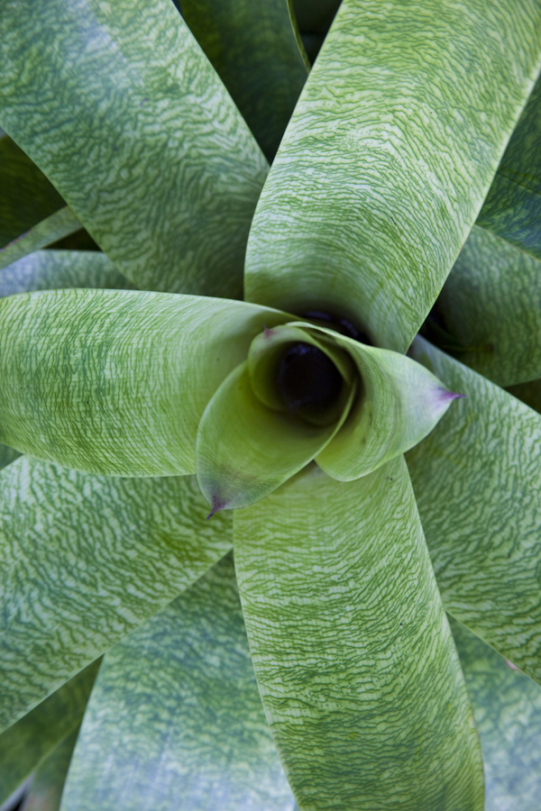 Vriesea fosteriana x platynema, lloyd godmsan