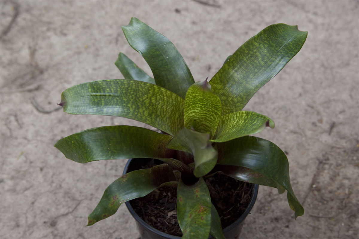 Vriesea  Fosteriana Red