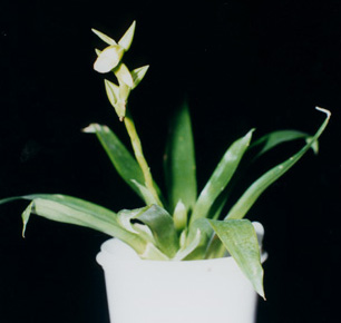 Vriesea Unilateralis 