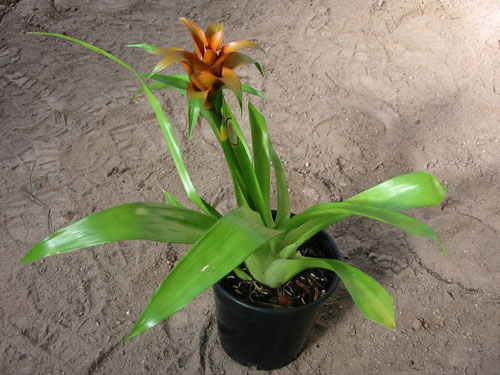 Vriesea Billbergioides Vr Orange, lloyd godman