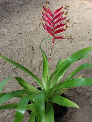 Vrieasea Carinata Red Form, lloyd godman