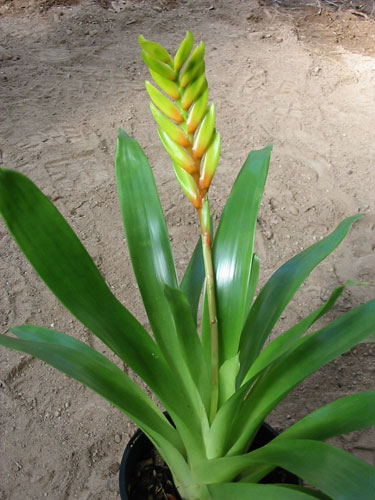 Vriesea Flava