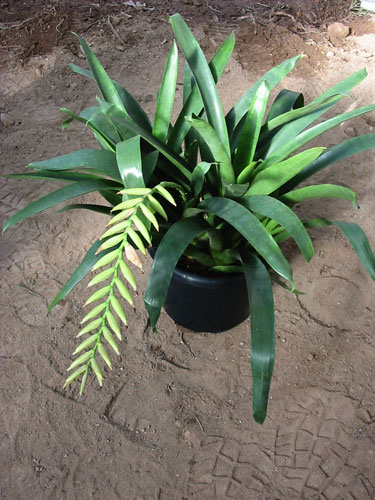 Vriesea Golden Plaits