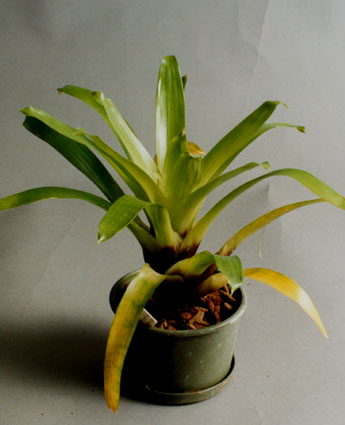 Vriesea erthrodactylon