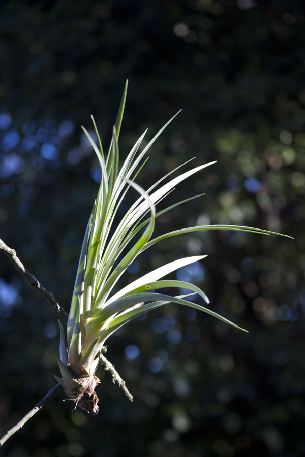 Vriesea Guttata 