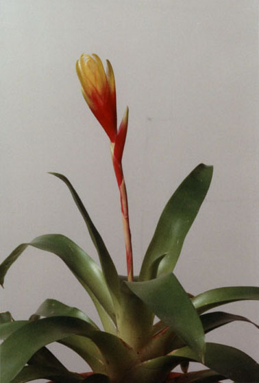 Vriesea Carinata Inflorescence, lloyd godman