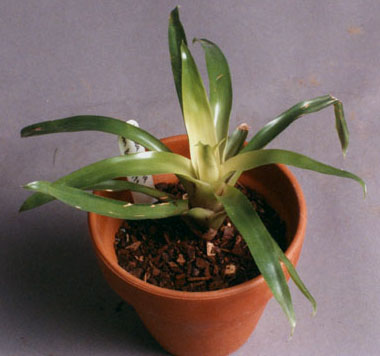 Vriesea Carinata, Lloyd Godman