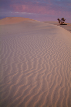 Lloyd Godman, Lake Mungo
