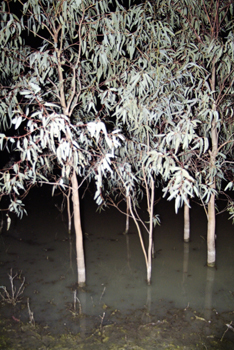 Lake hattah forest